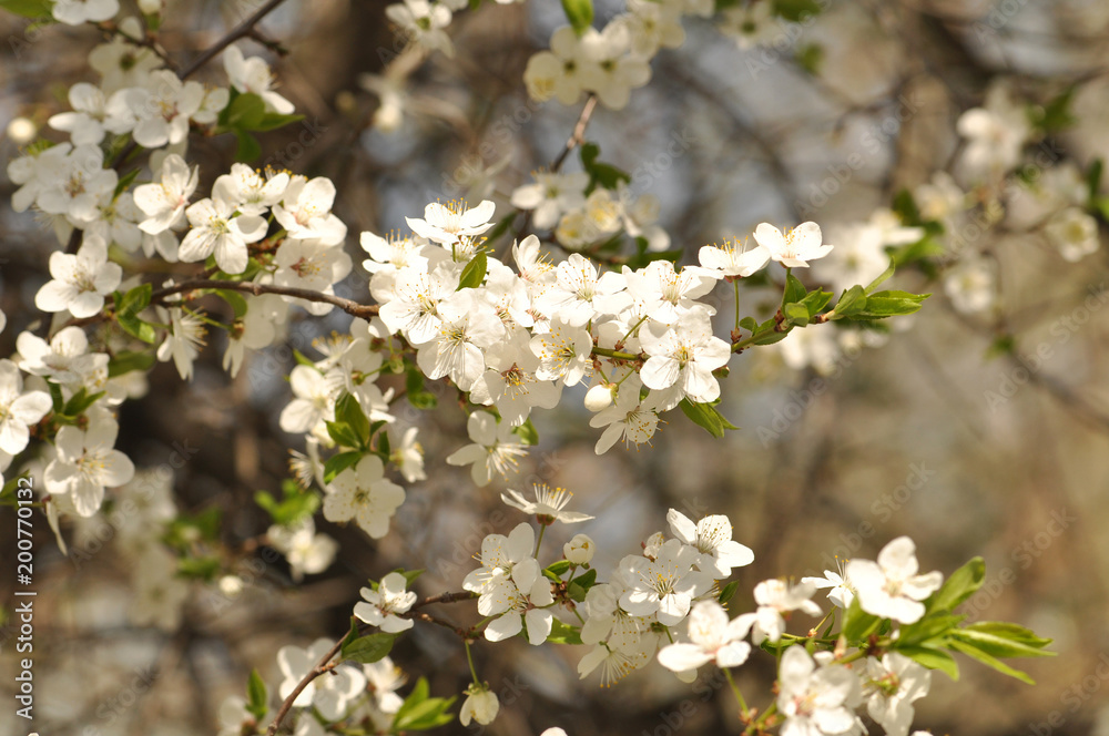 Obraz premium White blooming flowers on a tree in spring