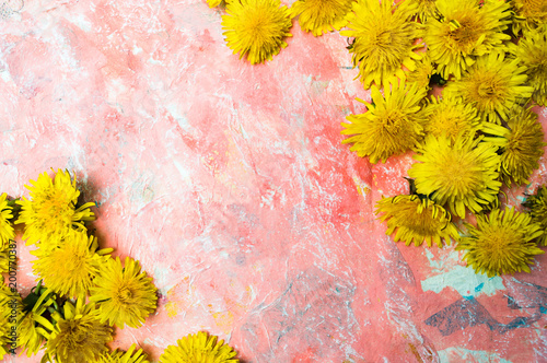 Fototapeta Naklejka Na Ścianę i Meble -  Dandelion flowers on red background with copy space