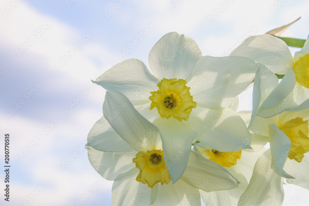 A bouquet of white daffodils with a yellow center against a blue sky and grass on a sunny day. A bouquet of white daffodils with a yellow center against a blue sky and grass on a sunny day.