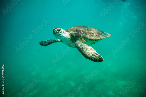 turtles in Cancun Mexico