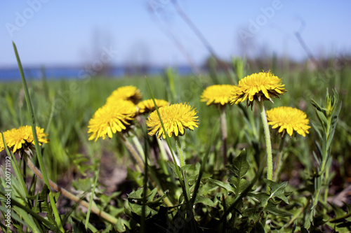 Fototapeta Naklejka Na Ścianę i Meble -  The first dandelions, flowers