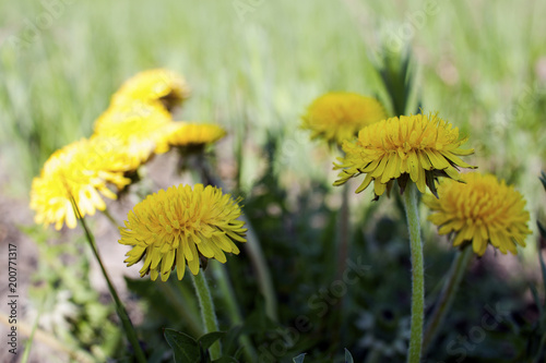 Fototapeta Naklejka Na Ścianę i Meble -  The first dandelions, flowers