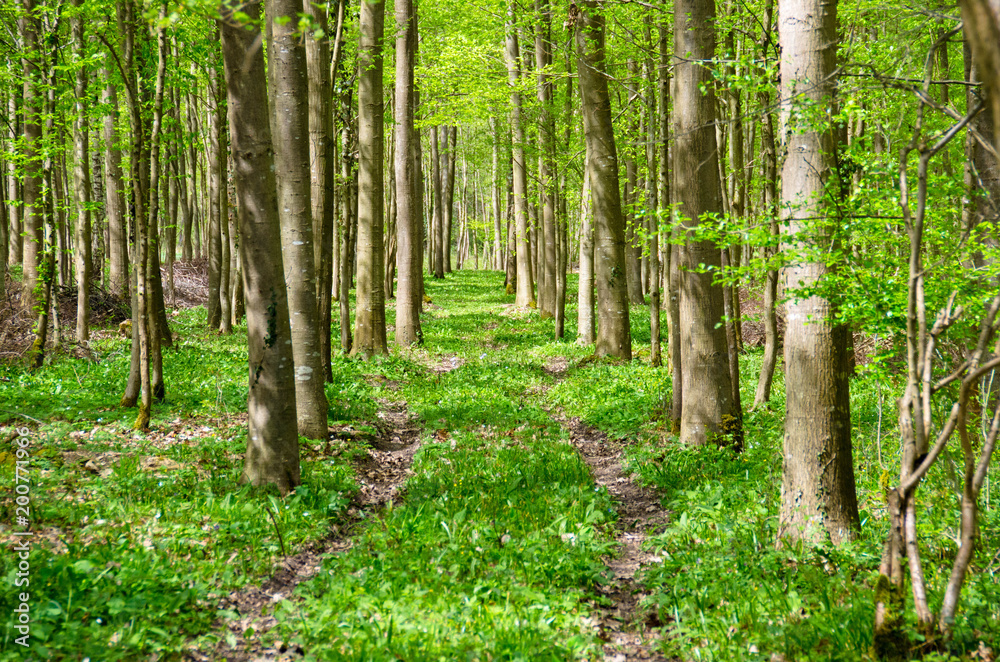 Obraz premium Frühlingswald