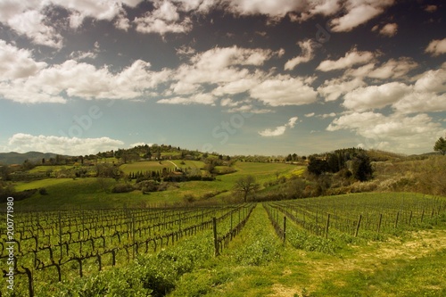 Vigna in Chianti, Toscana