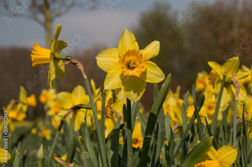 Many yellow jonquils bloom in the public garden in Magdeburg  Germany.