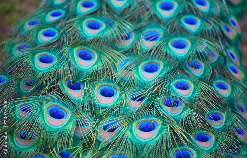 Obraz premium Peacock