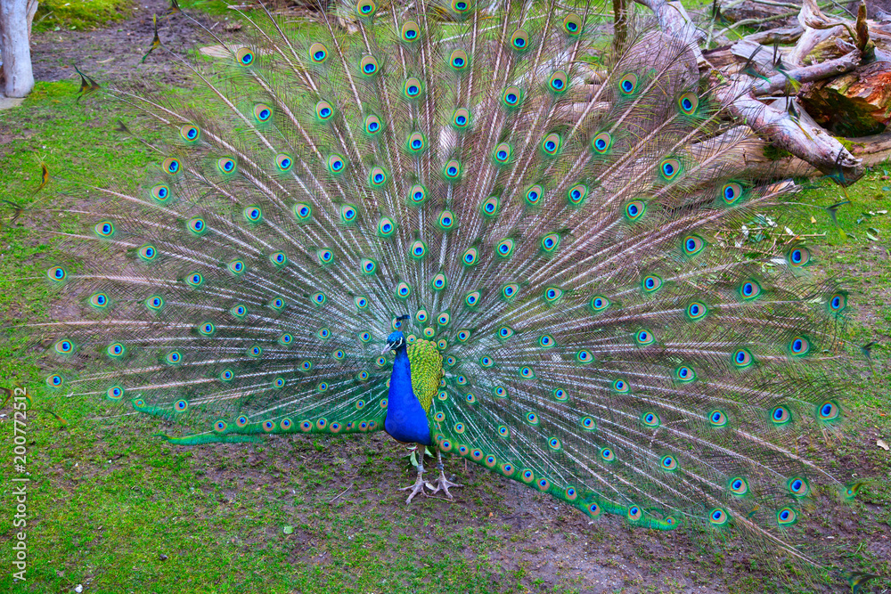 Obraz premium Peacock