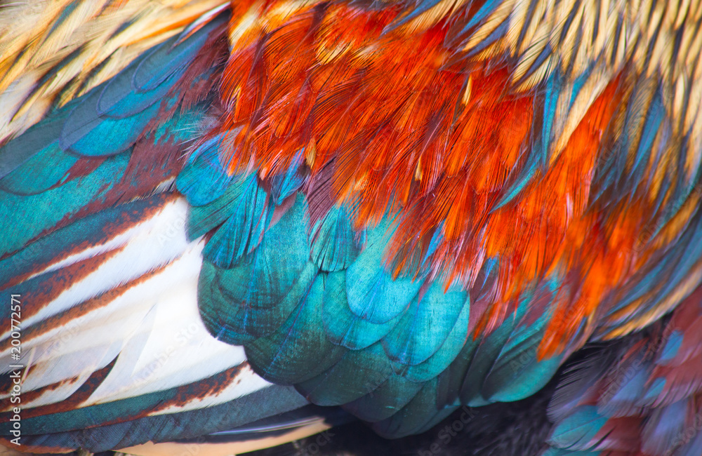 Fototapeta premium Rooster