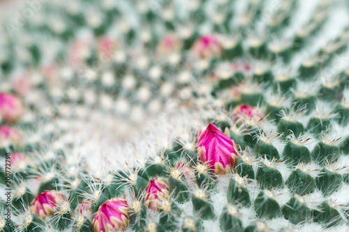 Closeup details of a Mammillaria Geminispina cactus with small flowers.Cultivating on the soil In the glass house to achieve a constant temperature suitable for growth. photo