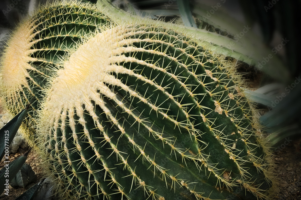 Echinocactus grusonii - Pair of Golden Barrel Cactus closeup Echinocactus grusonii - Pair of Golden Barrel Cactus closeup