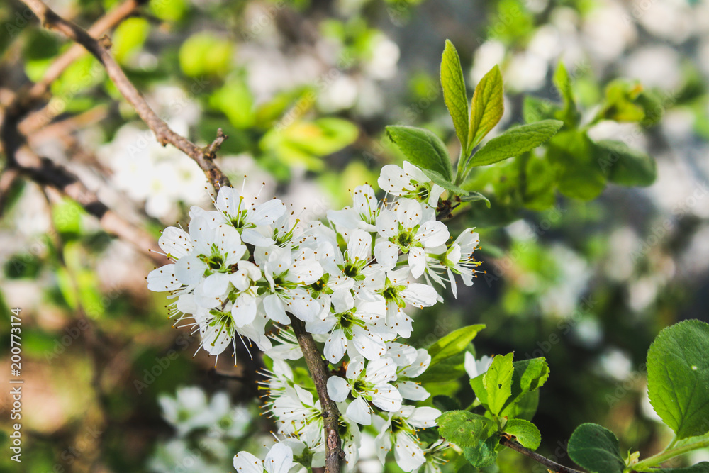 White flowers of an apple tree on a sunny day. White flowers of an apple tree on a sunny day.