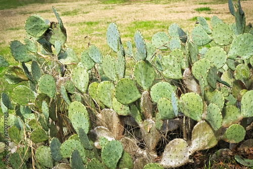 Pancake Prickly Pear Cactus Opuntia chloroticaPancake Prickly Pear Cactus in wild Opuntia chlorotica photo