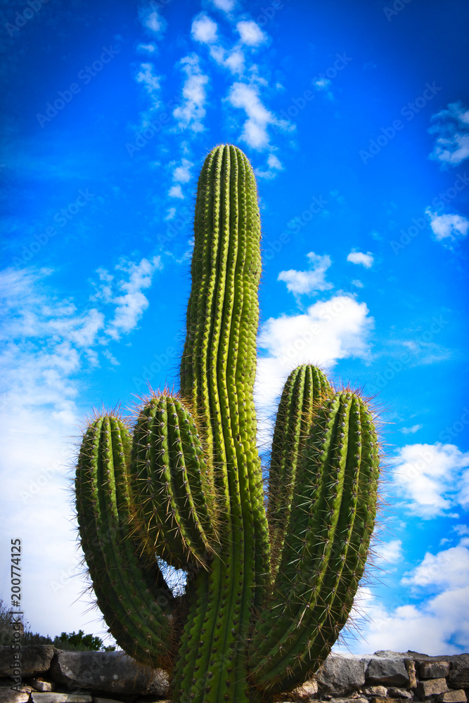 Carnegiea gigantea - Saguaro Cactus with blue sky and white clouds Carnegiea gigantea - Saguaro Cactus with blue sky and white clouds
