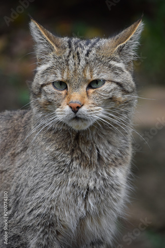 European wildcat portrait close up © breakingthewalls