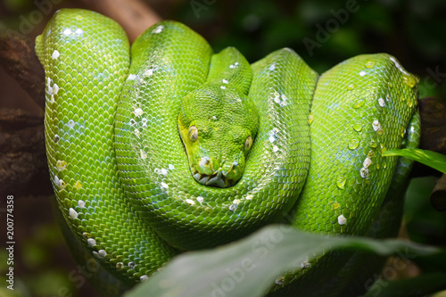 Green tree python (Morelia viridis) close up