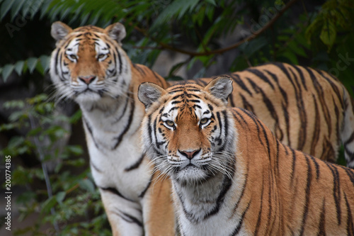 Close up portrait of two Amur tigers