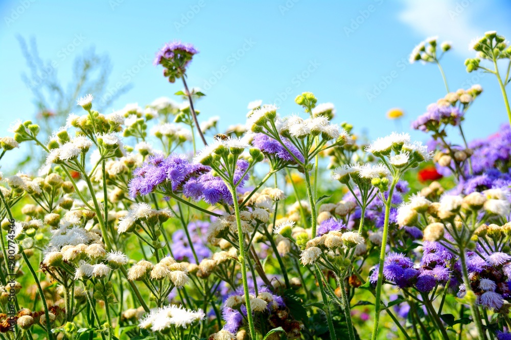 Fototapeta premium Blumenwiese bunt