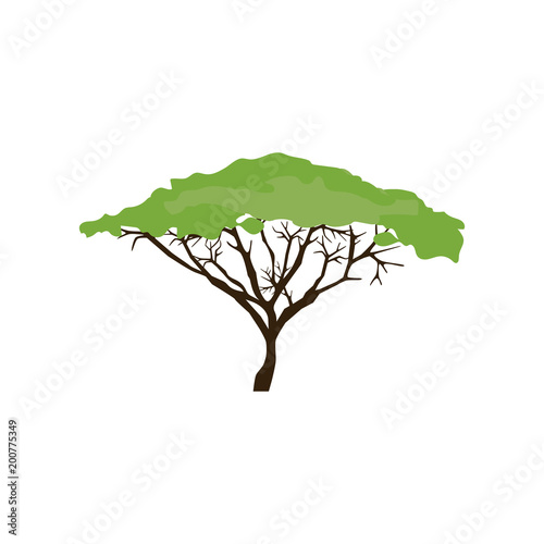 Acacia tree illustration