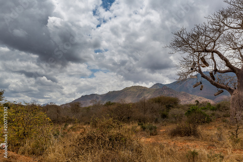 Dichte Wolken über der Savanne - Afrika