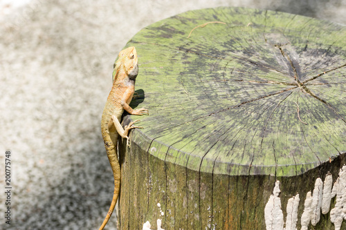 macro shot close up shot of chameleon on a tree trunk photo