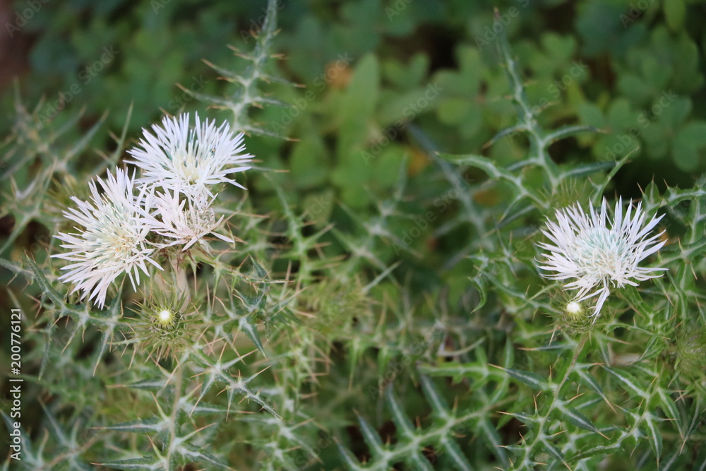 White blooming Boar thistle at the Mediterranean Sea, Malta