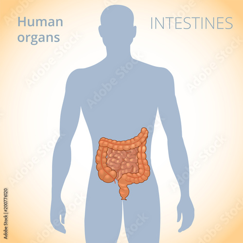 the location of the intestines in the body, the human digestive system