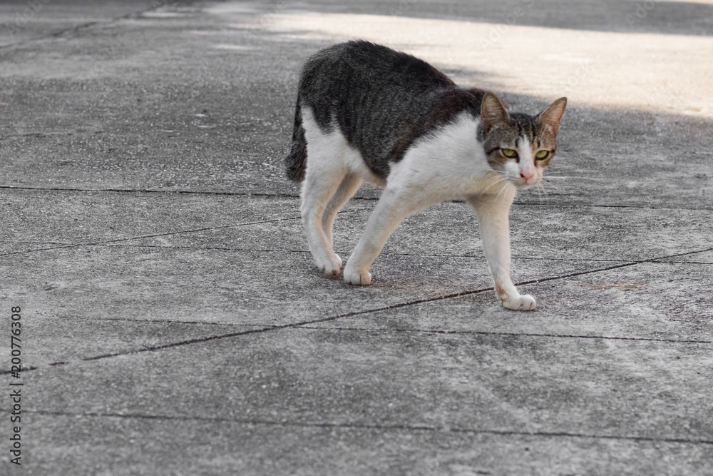 Street cat isolate on background,front view from the top, technical cost-up.