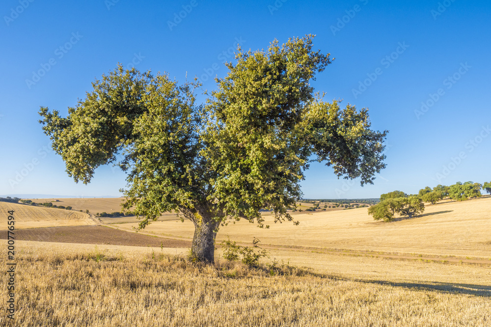 lonely tree in a dry field