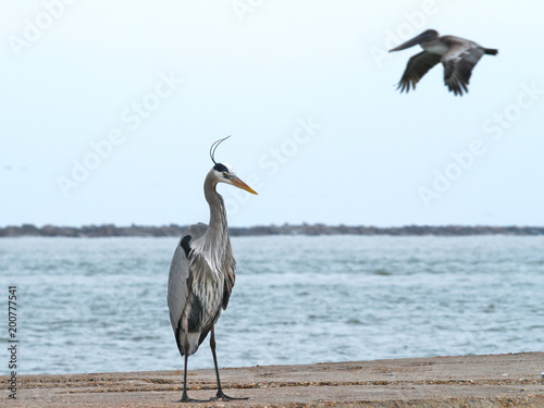 Bilde på lerret Heron standing on jetty as Pelican flies by