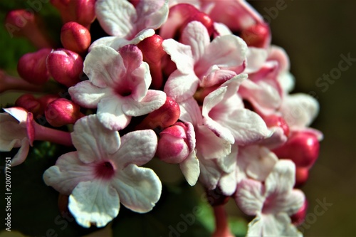Fototapeta Naklejka Na Ścianę i Meble -  beautiful pink flowers