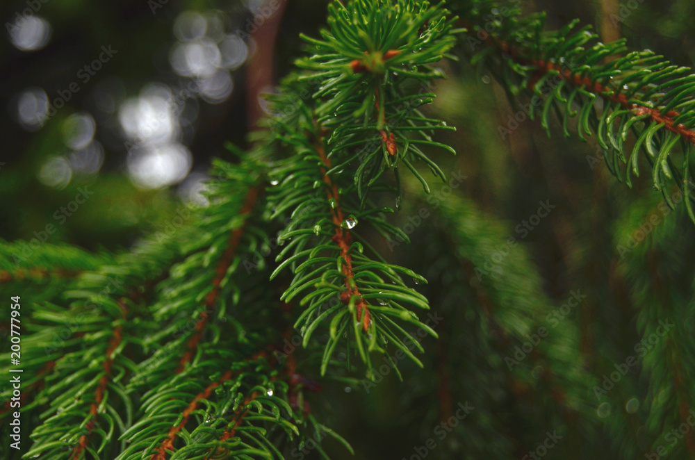 The green twigs of a Christmas tree on a rainy day