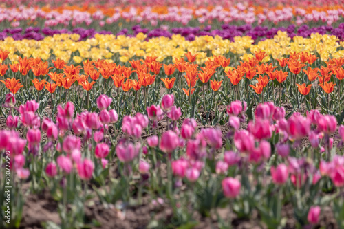 Tulip in Furusato Square in Sakura City, Chiba Prefecture, Japan