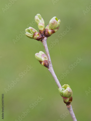 cherry buds