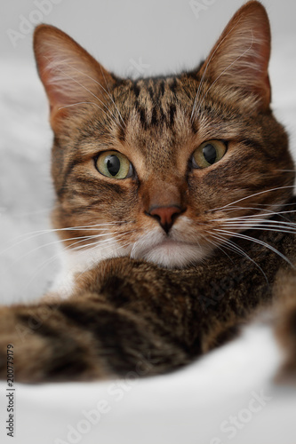 Portrait of a brown domestic cat © alexstepanov