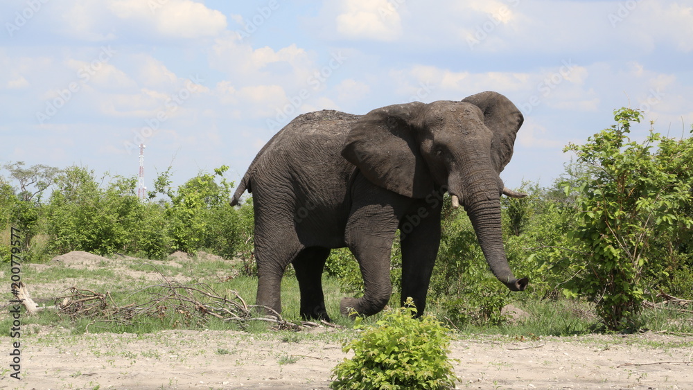 Botswana Elephant