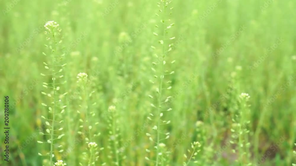 Long green grass moving in the wind Long green grass moving in the wind