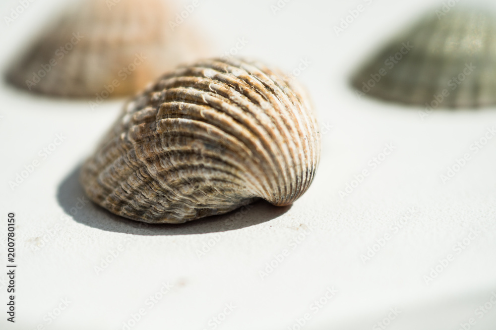 Sea shells close-up on a white background on a sunny day Sea shells close-up on a white background on a sunny day