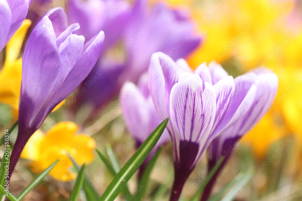 Crocus flower Crocus flower