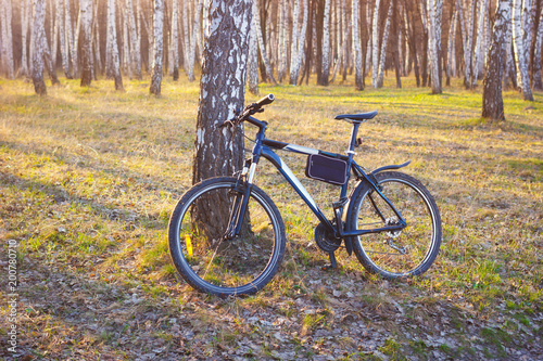 Bicycle in spring birches park at evening sunlight