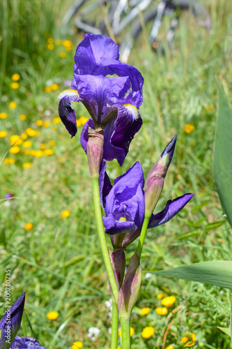 Fototapeta Naklejka Na Ścianę i Meble -  

Lirio morado de  primavera en Parque de Collserola

