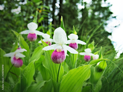 Obraz na płótnie Showy Lady's-slipper - Cypripedium reginae - also known as Pink-and-white Lady's-slipper or the Queen's Lady's-slipper. Beautiful Minnesota State Flower - pink and white on green natural background w salonie