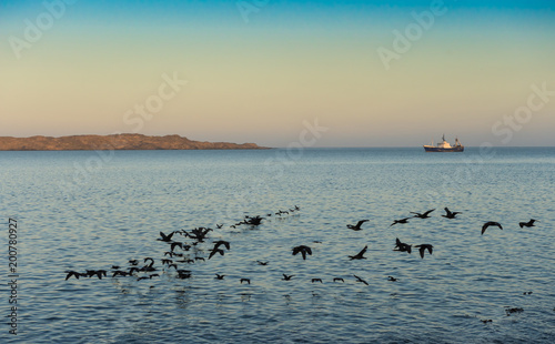 Kormorane ziehen am frühen Morgen in die Lagune von Lüderitz, Namibia