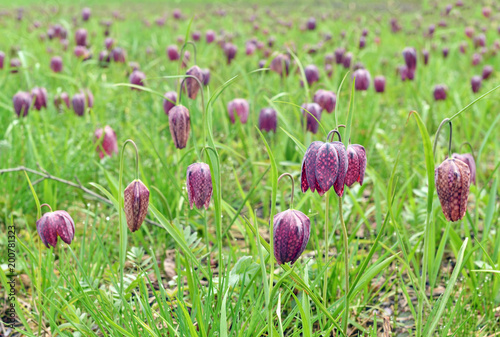 Fototapeta Naklejka Na Ścianę i Meble -  Snakes head fritillary flowers in a field
