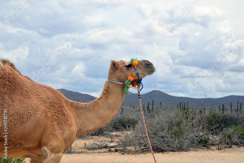 Camel in scenic Mexico. Travels. Recreation 