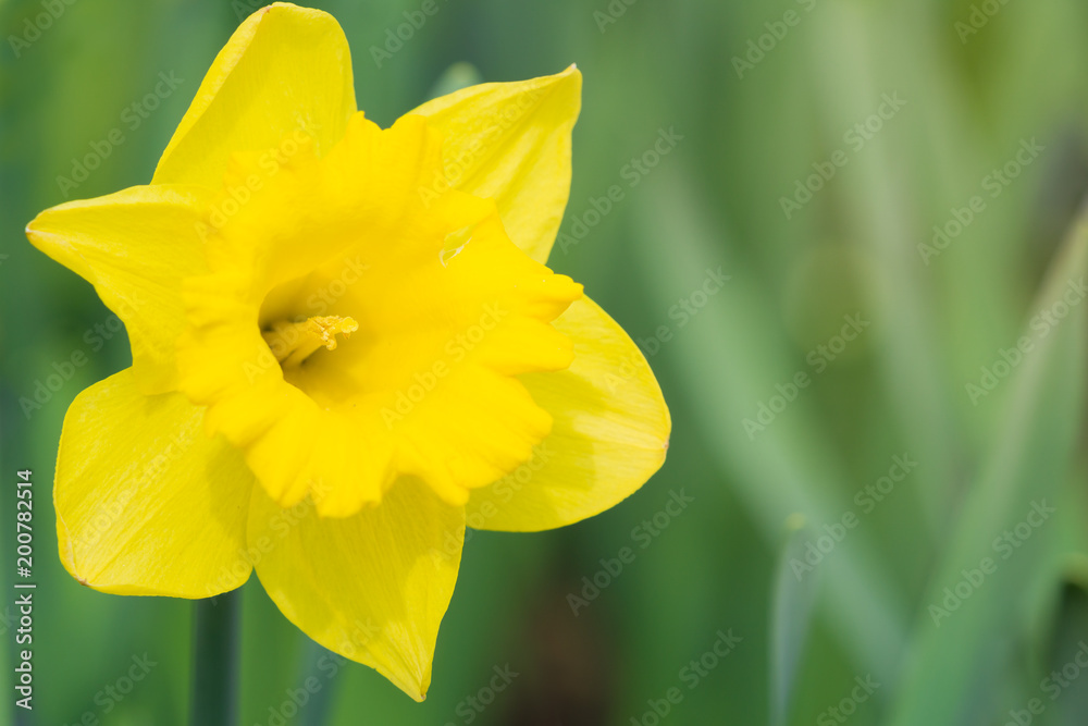 Gelbe Schalen-Narzisse (Narcissus) strahlt an einem Frühlingsmorgen im Licht der Frühlingssonne. Gelbe Schalen-Narzisse (Narcissus) strahlt an einem Frühlingsmorgen im Licht der Frühlingssonne.