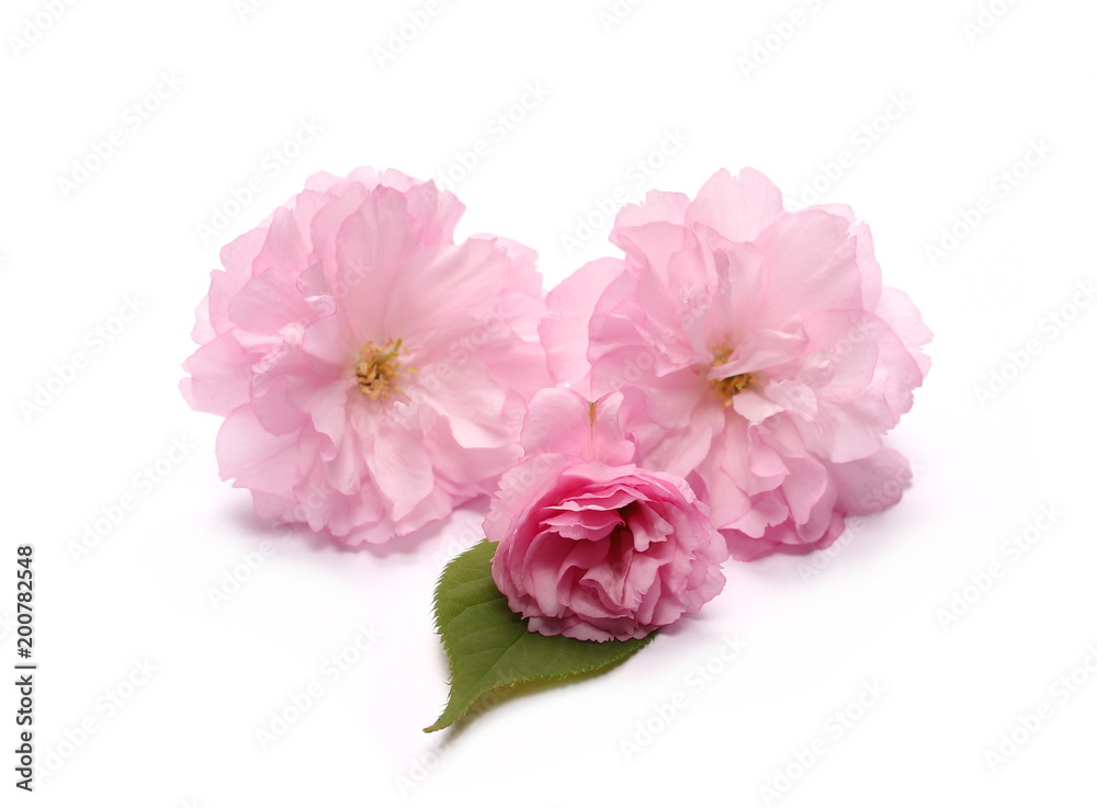 Blossom pink cherry in spring isolated on white background Blossom pink cherry in spring isolated on white background