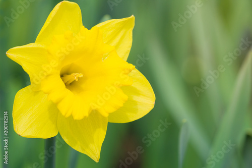 Fototapeta Naklejka Na Ścianę i Meble -  Gelbe Schalen-Narzisse (Narcissus) strahlt an einem Frühlingsmorgen im Licht der Frühlingssonne. 