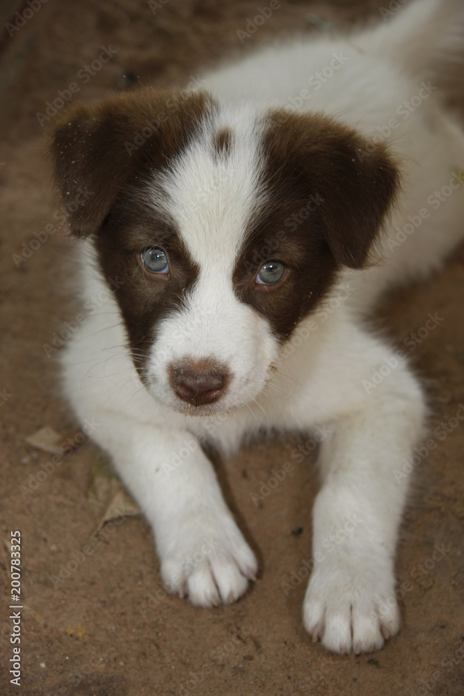 beautiful eyes puppy