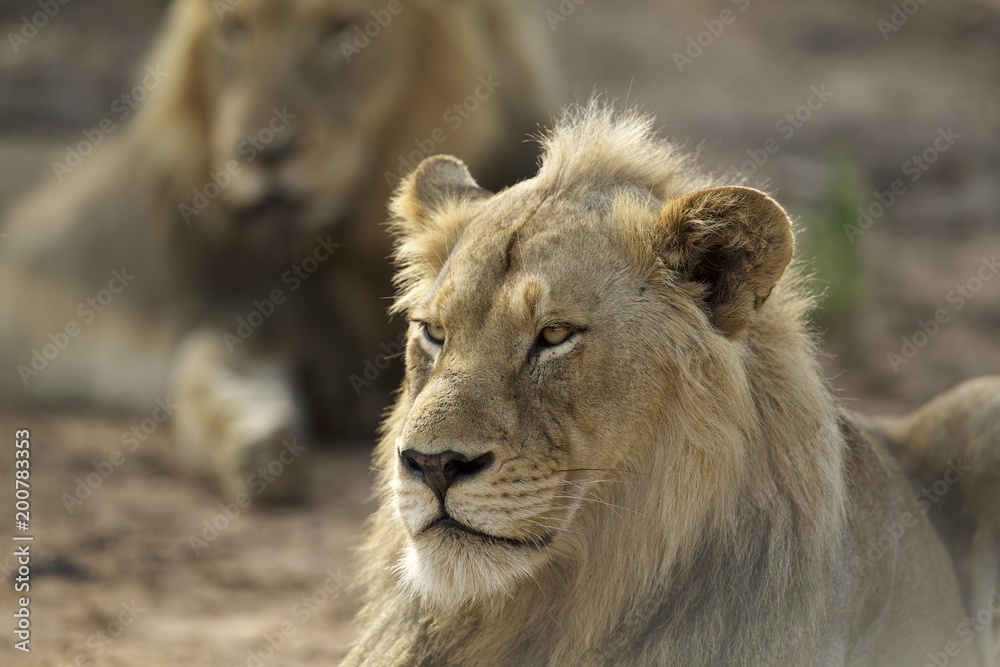 Young male lion with brother