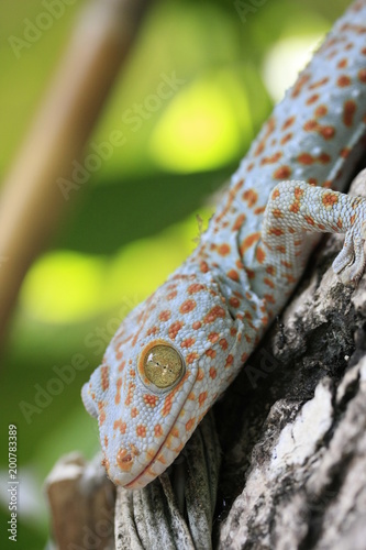 Curious gecko